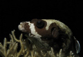Night shot of a masked puffer fish on the house reef in Marsa Shagra, Egypt; Canon 720is in Ikelite housing and Inon Z240 strobe
