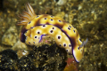 Nudibranch in Lembeh