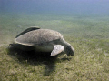 Sea turtle feasting on a field of sea grass in Abu Dabbab, Egypt; Canon 720is