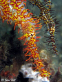 I was concentrating so hard on focus and composition i honestly didn't know there was a 2nd ghost pipe fish in the background. i had a nice surprise later  when i reviewed the pics. :)  Taken with canon G10 plus Inon macro lens