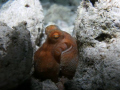 Octopoda or octopuses