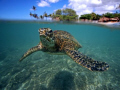 Another beautiful day to be a turtle in Hawaii.