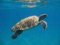Loggerhead sea turtle in waters of Zakynthos, Greece; canon 720is. Turtles on Zakynthos nest on some beaches along the Southeast island coast and are protected by the law - therefore a red identification tag on the rear turtle’s leg.
