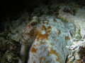 Night dive from Xpuha, mexico.