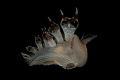 tethys fimbria