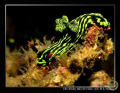 Nembrotha Kubaryana from Lembeh in Manado - Sulawesi Island
