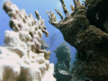 diver inside