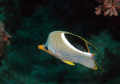 Great Barrier Reef
Butterfly fish