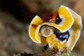 Hi there... chromodoris magnifica