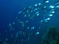 Lunch time! Shaab Abu Dabbab offshore reef, Egypt; Canon 720is & two Inon Z240