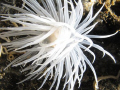The diveplace was dead. no life at all. but then a nice seaflower! small and nice.
