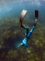 freediver chasing crays