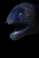 Taken @ Karaburun/Izmir. If you want to take morray eel shot, you should dive @ Karaburun/Izmir. Guarantee to take a morray shot. Taken with Nikon D80, 60mm  lens and Sea&Sea YS-110 strobe.