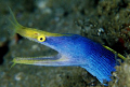 Blue Ribbon Eel