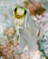 Jawfish
