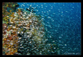 Glasfishes @ gubal island