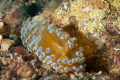 piccolo nudibranco