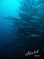 Amazing barracudas