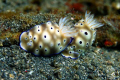 Risbecia Tryoni.
Pics taken in Lembeh, Indonesia.