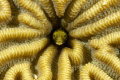 Secretary Blenny in brain coral (Canon 40D in Ikelite housing and two Ikelite strobes)