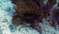 A lobster hiding in key largo