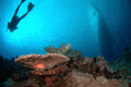 Diving the Ribbon Reefs