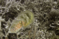 Squid