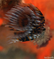 Sea worm in a nice background.