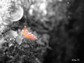 Nudi in the sea of cortez...