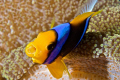 Angry anemonefish
