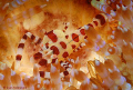 Foto sacada en el estrecho de Lembeh, lugar extraordinario para el macro.