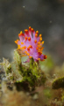 Flabellina nudibranch, striking colours againts the drab background, photographed at Lembeh Straits, March 2010