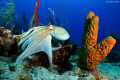 Octopus & Tube Sponge
Nikon D80 with 18-55mm lens, shoot a 1/45 sec. f/8 ISO 100.