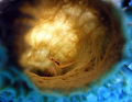 This is the shot I took right after the one that just won the Global National Geographic Photographic Competition (Nature category). I was astounded that the little crustacean held still that long. Peppermint shrimp in a branching vase sponge 75 fsw.
