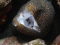 Nice moray is opening its mouth! Was careful with my fingers! :-) I took this photo with my Sea&Sea DX 1G.