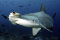 Hammerhead, Galapagos, up close!