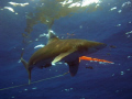 Would you try to ascend??? Nice Longimanus is playing with my buoy! Sea&Sea DX 1G