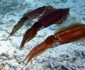 3 Amigos!  These squid were very curious and really checked me out after I hung in the water for a bit.