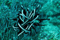 A crinoid (or sea lily)