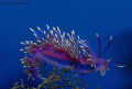 Flavellina affinis