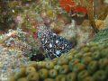 Spotted Moray eel Taking a sneak peek at the visiting alien from above.