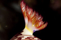 Gills - Nembrotha lineolata
