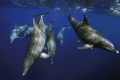 This picture was taken while snorkelling. The dolphins were 2 day in the bay and I spent this time either diving or snorkelling with these wonderful creatures. The dolphins came very near to me and I could have touched them if I wanted to.