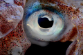 Calamari ,EYE Take II