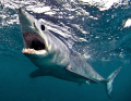 Mako shark