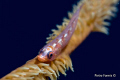 Gobi on a Coral, Suvadiva Maldives, Canon 40D, sea and sea Ys-90 Hugyfot housing.