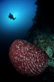 A common scene in Tubbataha Marine Park. I've seen some huge Sea Fans and sponges here. Truly an amazing place.