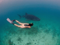 Amazing snorkel dive together with a whaleshark and a uw-model.