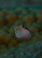Juvie Boxfish