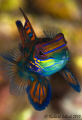 Mandarin Fish